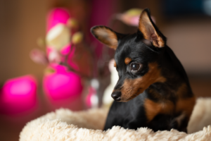 Fotograaf nodig? Kies voor Lifestyle-Photography
