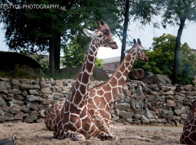 Giraffe - Lifestyle-Photography