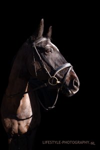 Je paard mooi op de foto met zwarte achtergrond?