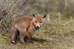 Vosje in de Amsterdamse waterleidingduinen.